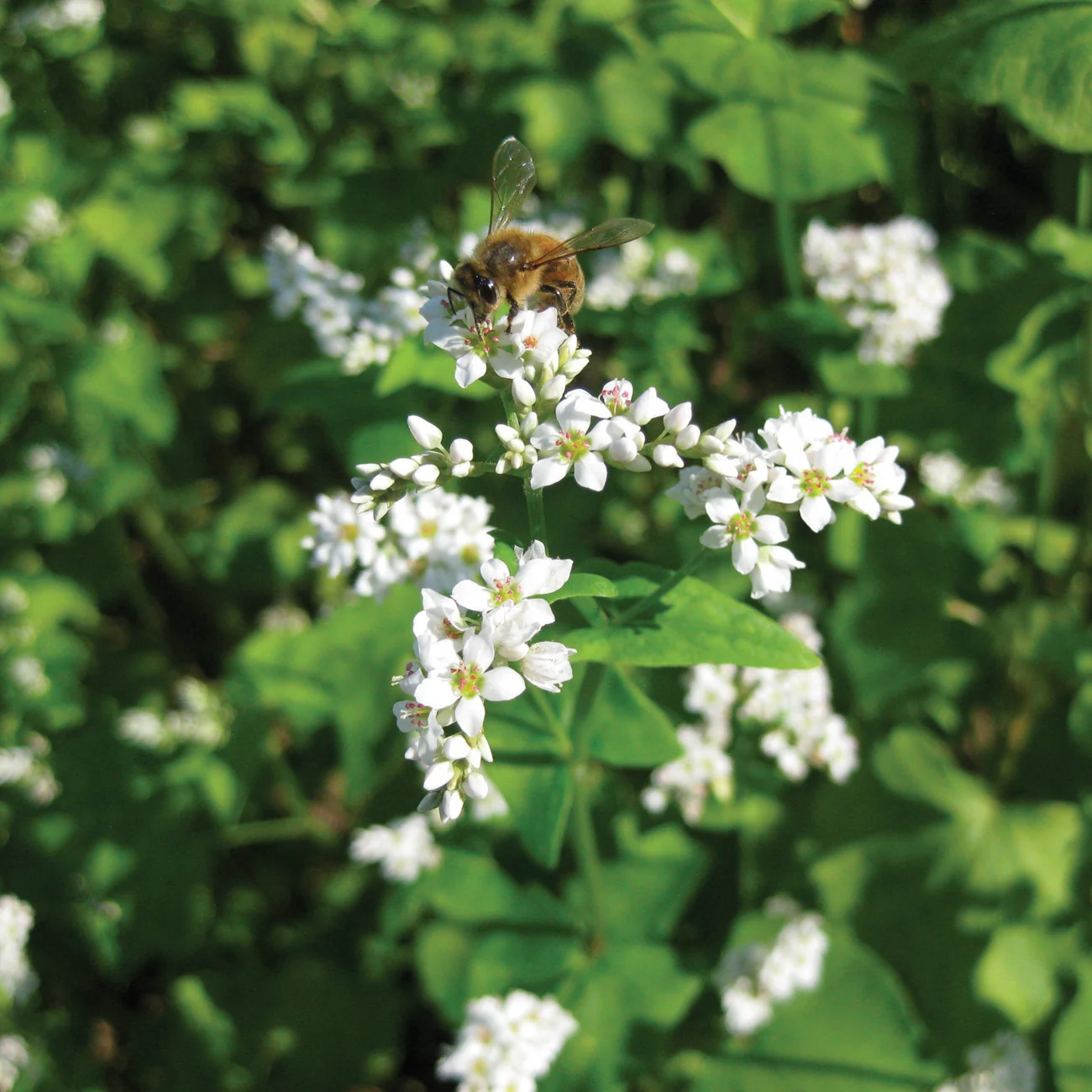 A honey bee on white buckwheat flowers among green leaves