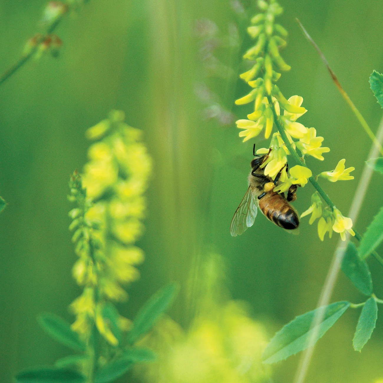 A honey bee on a spike of small yellow flowers