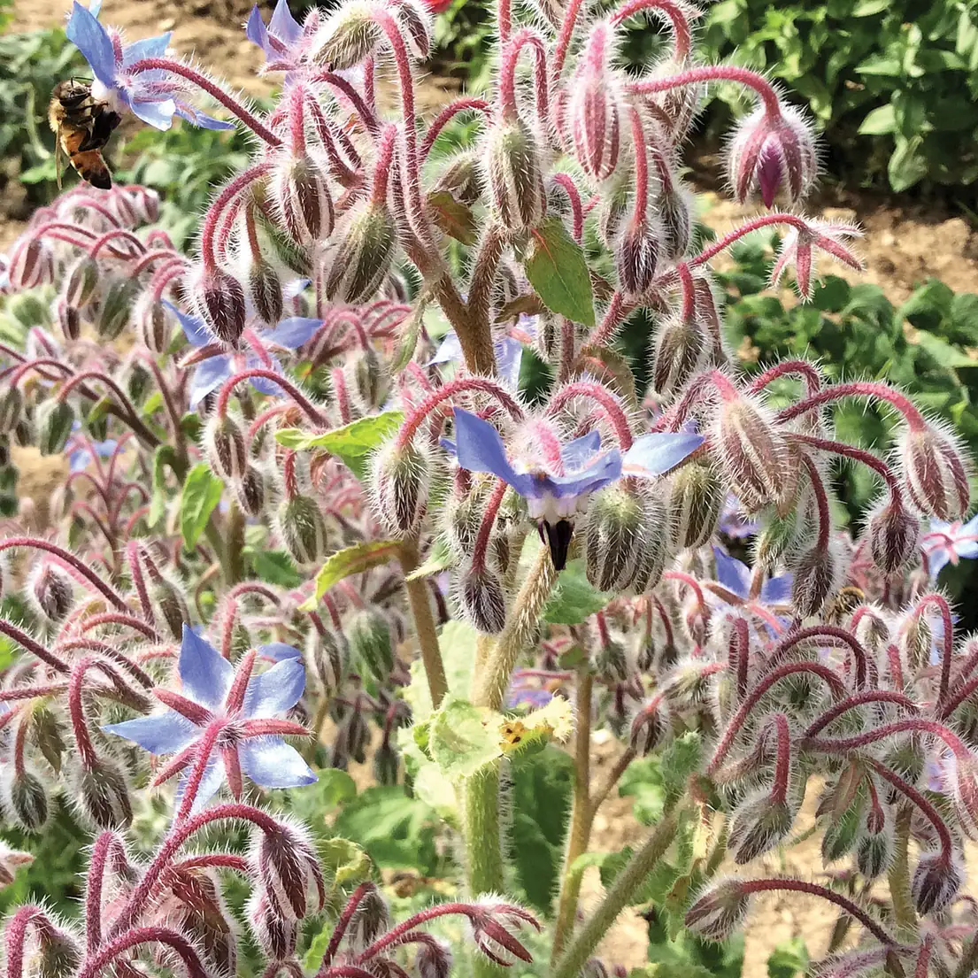 Borage plants in bloom with blue star-shaped flowers and hairy stems