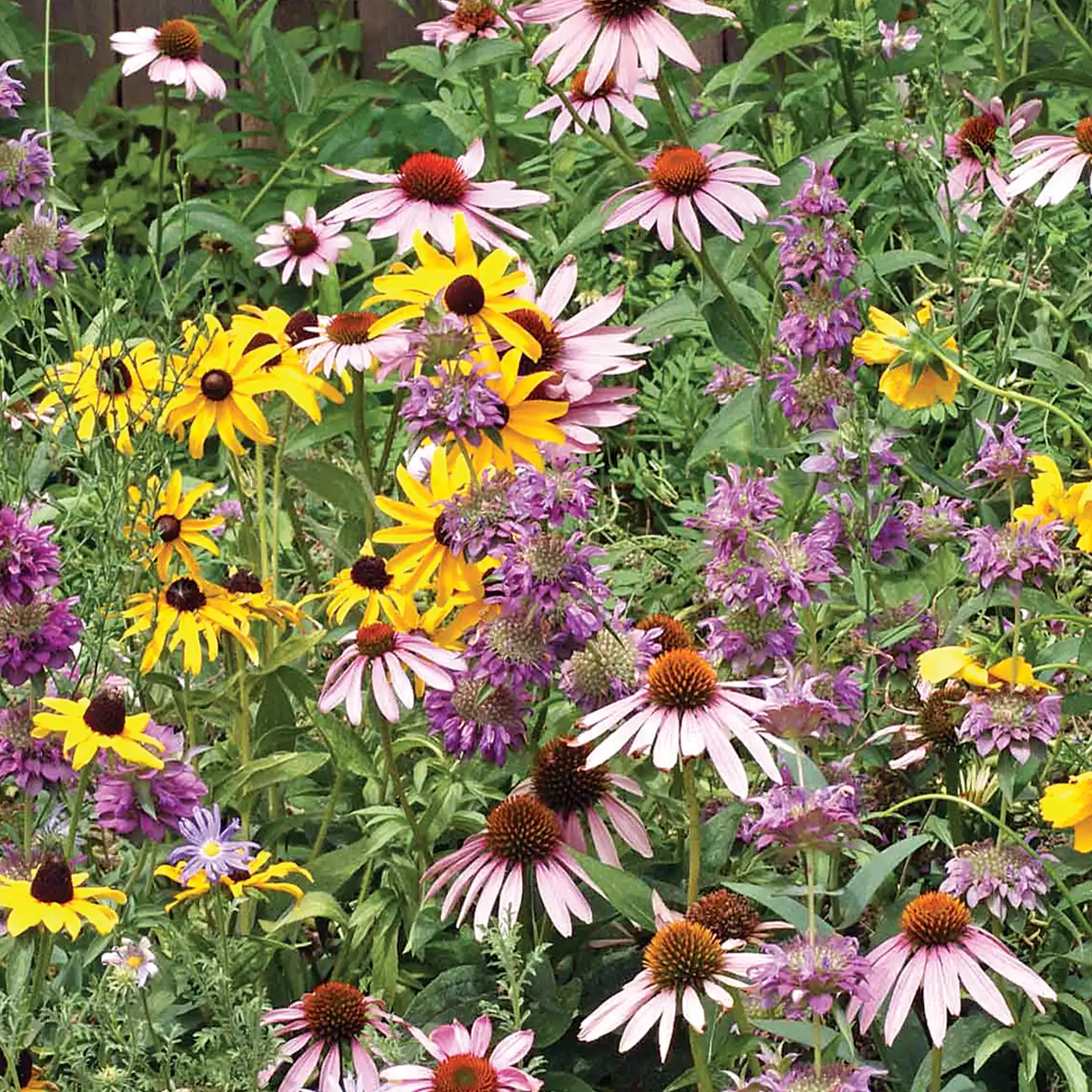Mixed planting of pink coneflowers, yellow daisy-type blooms and purple flower spikes