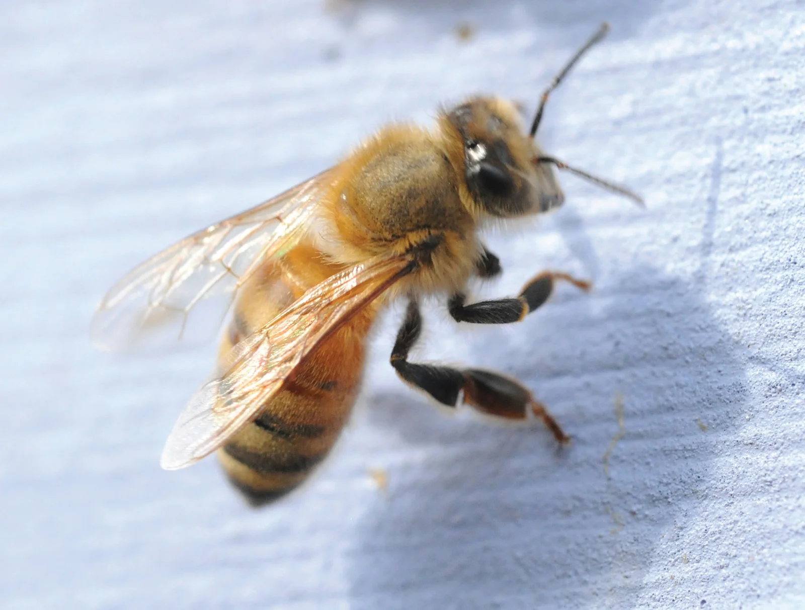Honey bee seen from the side, standing on a pale surface