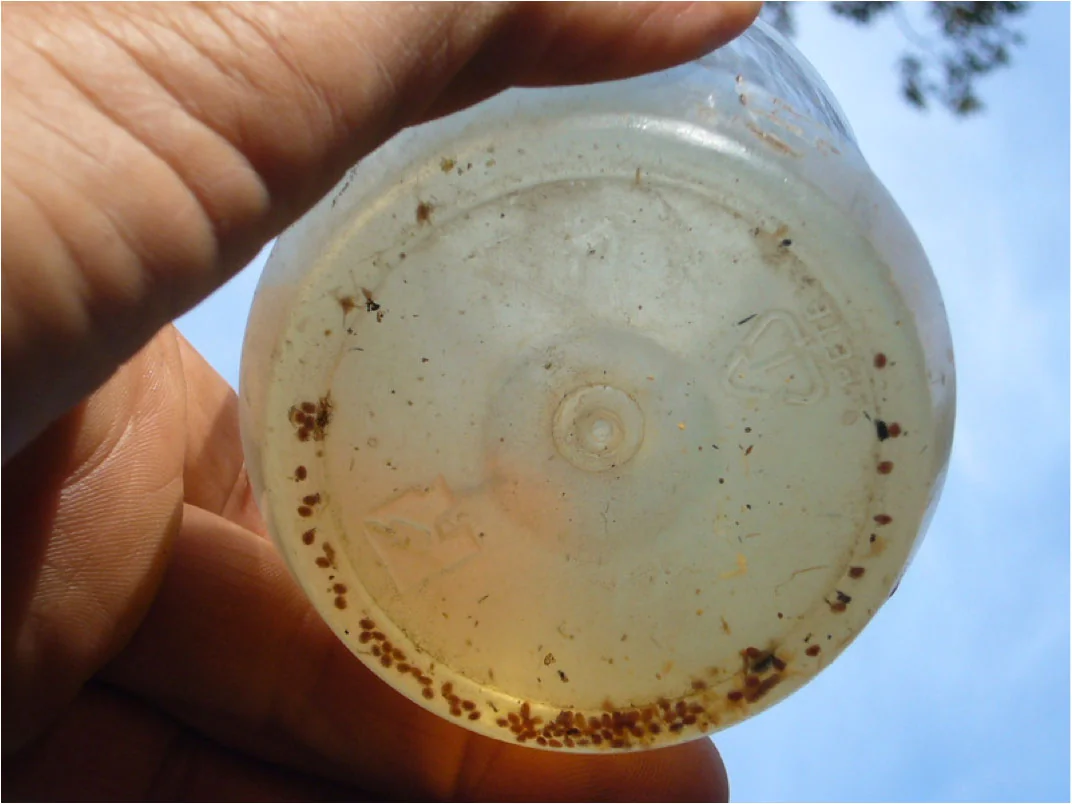 A plastic jar held up to the light with small dark specks along its bottom edge