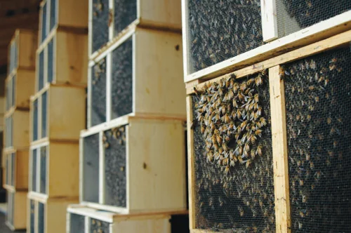 Stacked wooden shipping cages with screened sides used for package bees