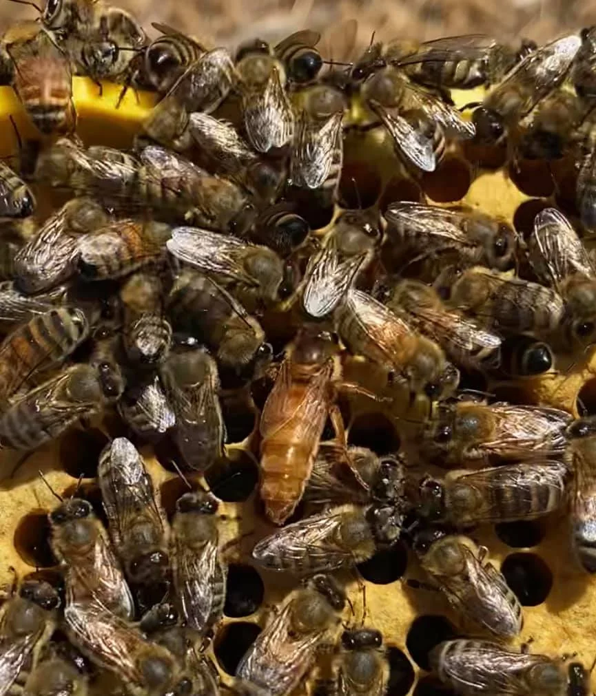 A pale, longer-bodied queen among darker worker bees crowded on comb