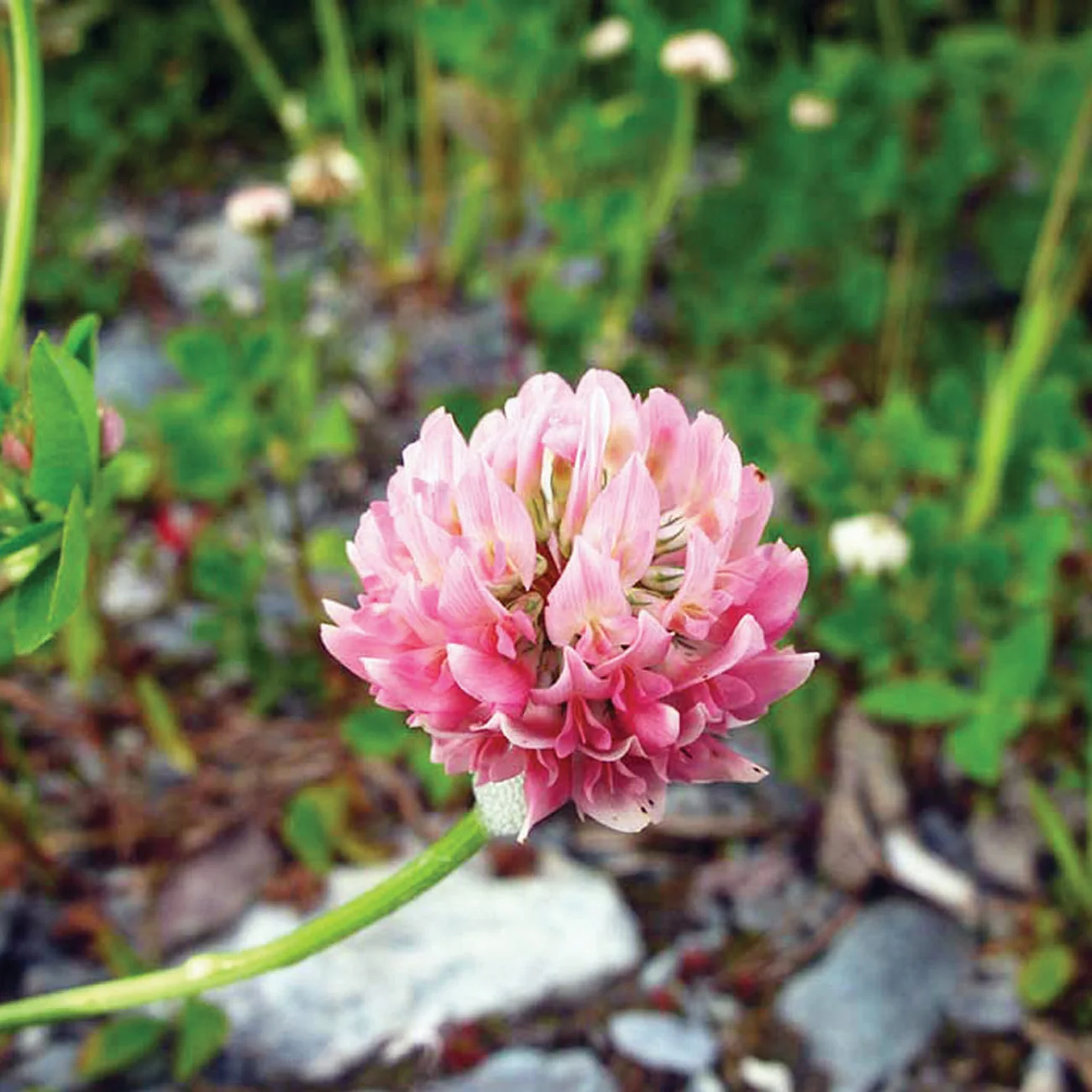 A single round pink clover flower head with green leaves