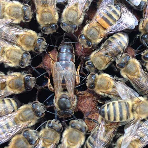 Worker bees arranged in a circle around a longer-bodied queen
