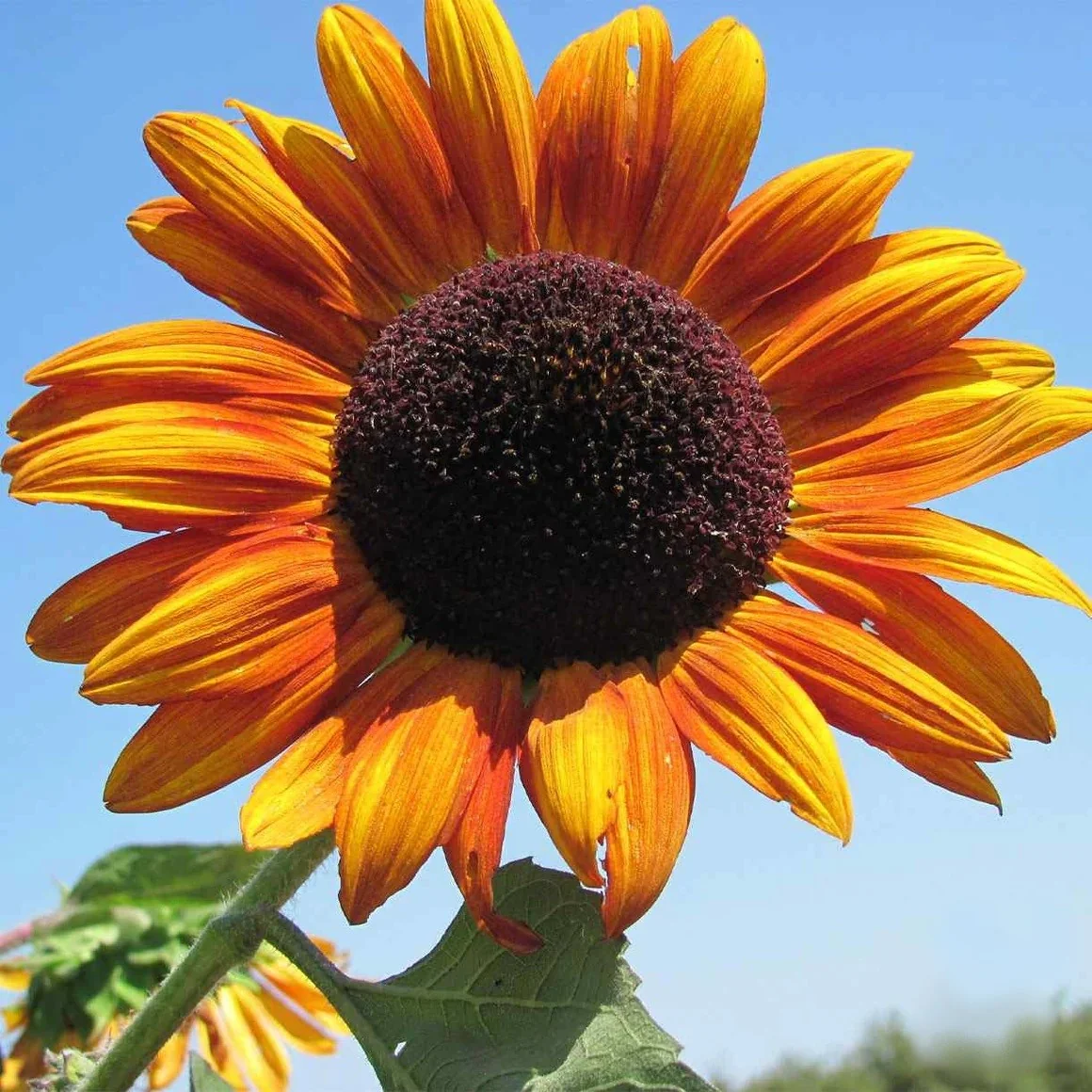 Close-up of an orange sunflower with a dark center against a blue sky