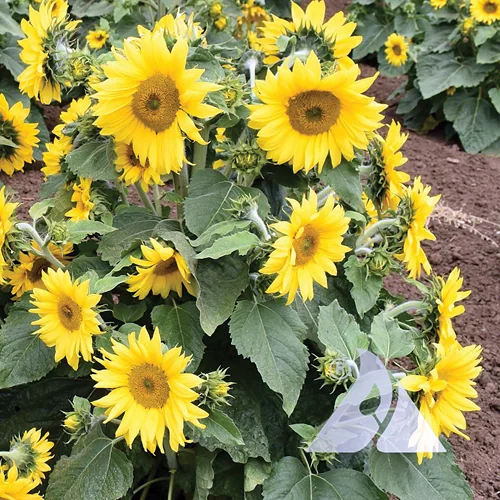 Sunflowers in bloom with yellow petals and dark centers