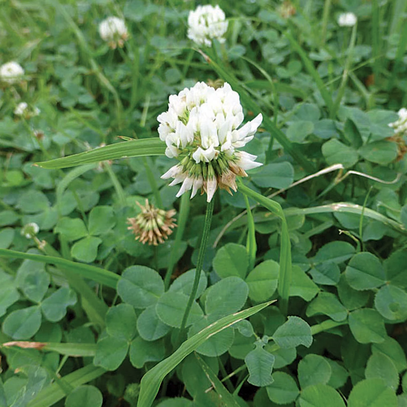 White clover flower heads among green clover leaves