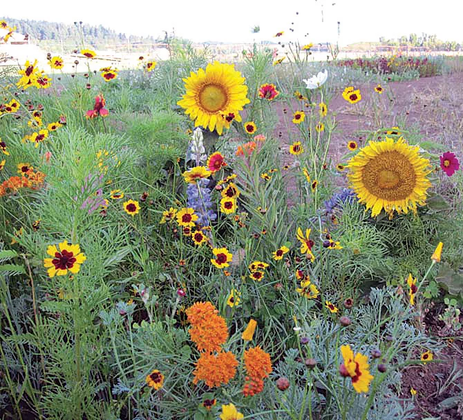 Wildflower meadow with sunflowers, orange marigolds and other blooms