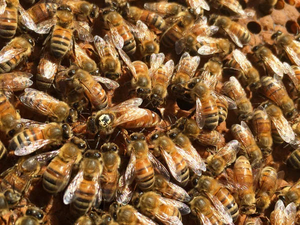 Dense cluster of worker bees walking across comb